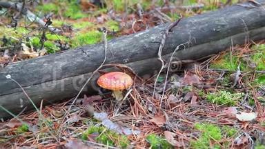 在森林中发现的鲜红色蘑菇。 <strong>10</strong>月<strong>10</strong>日